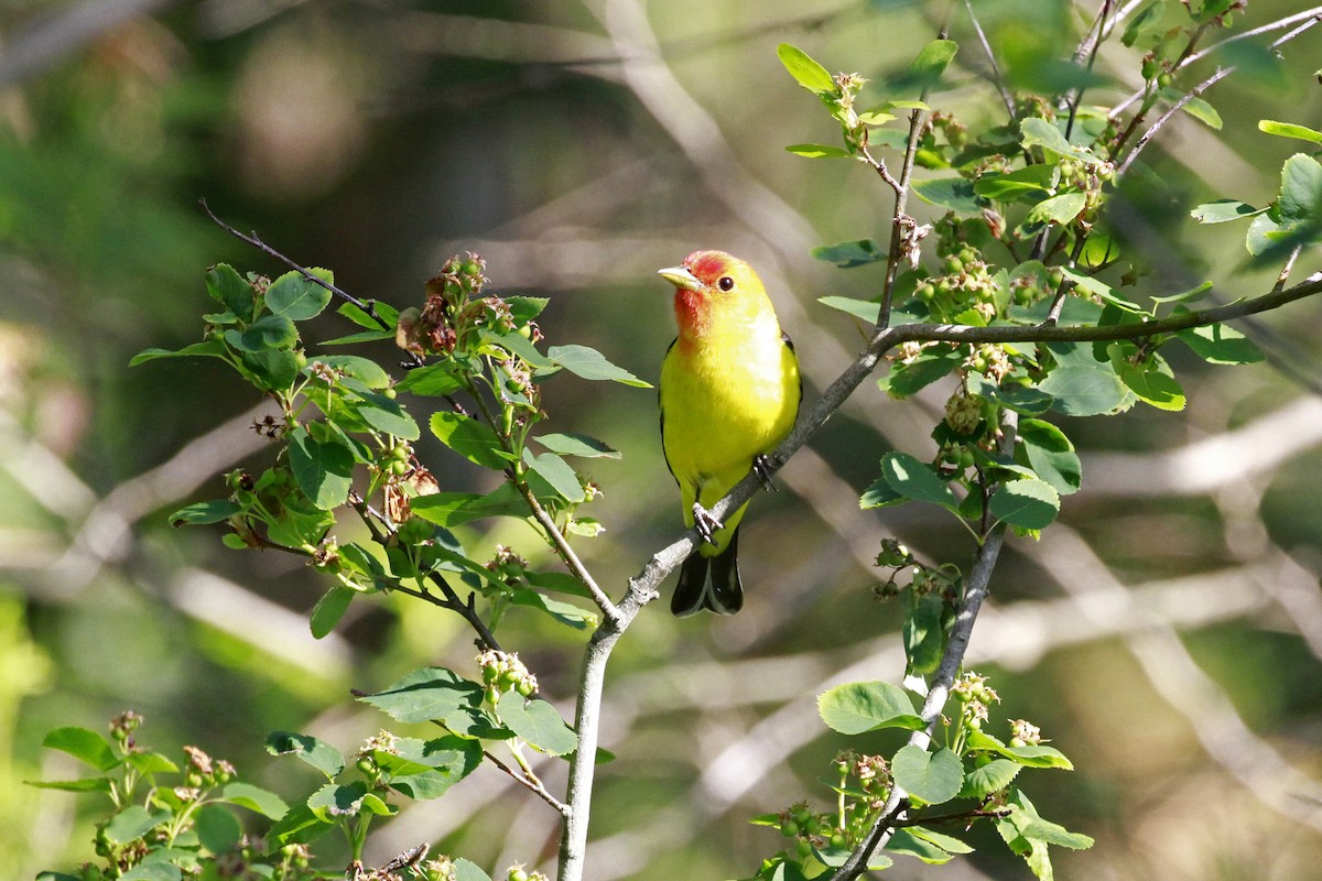 Western Tanager - ML658620196