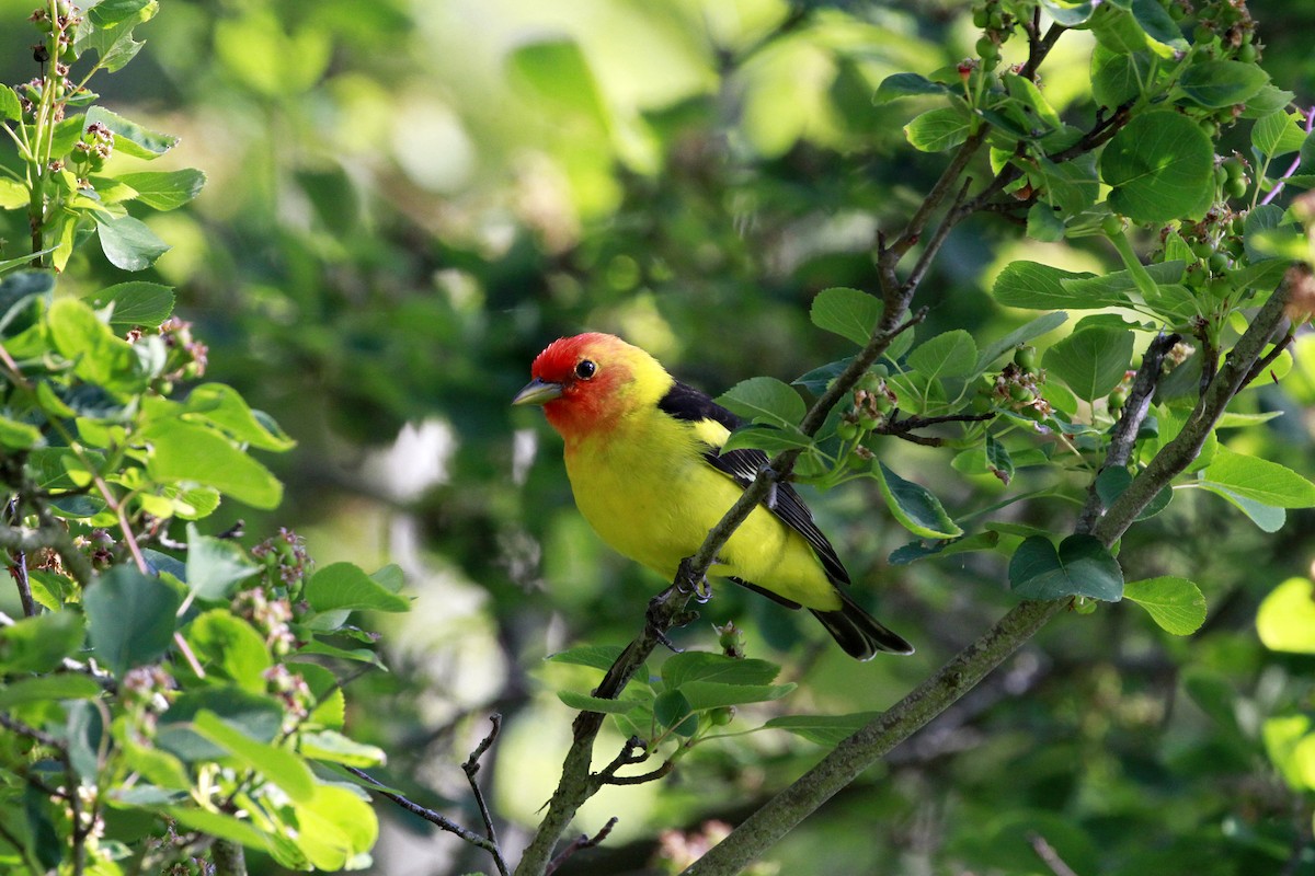 Western Tanager - ML658620197