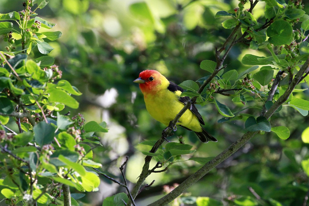 Western Tanager - ML658620198