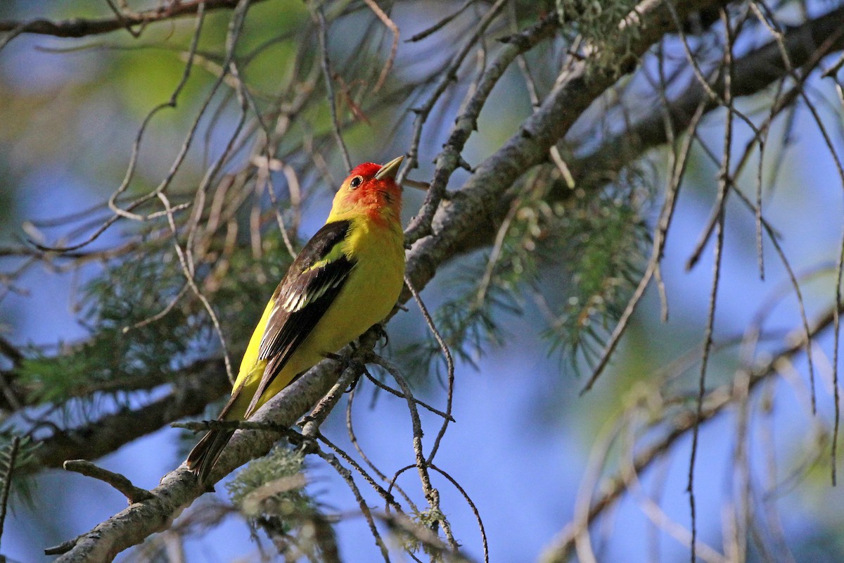 Western Tanager - ML658620199
