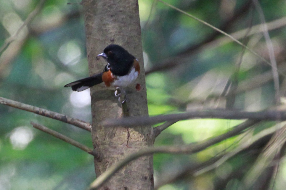 Spotted Towhee (oregonus Group) - ML658620250