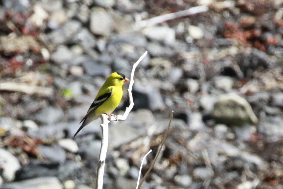 American Goldfinch - ML658620275