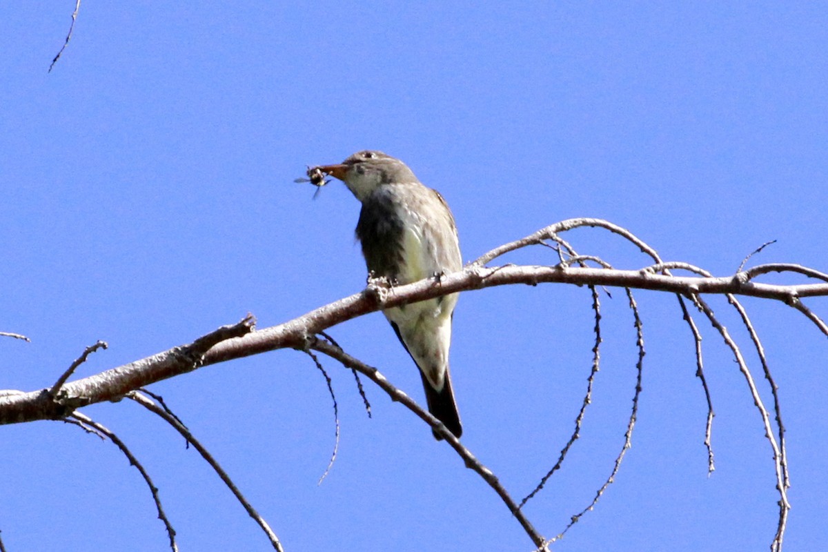 Olive-sided Flycatcher - ML658620336