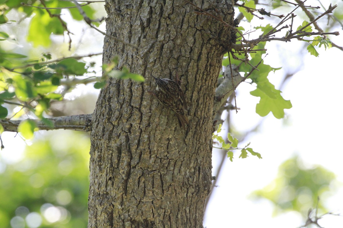 Brown Creeper - ML658620447