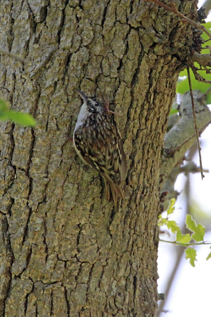 Brown Creeper - ML658620448