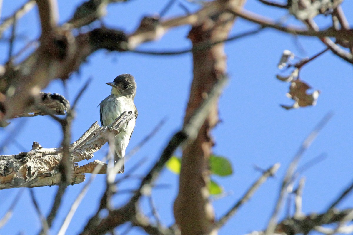 Olive-sided Flycatcher - ML658620822