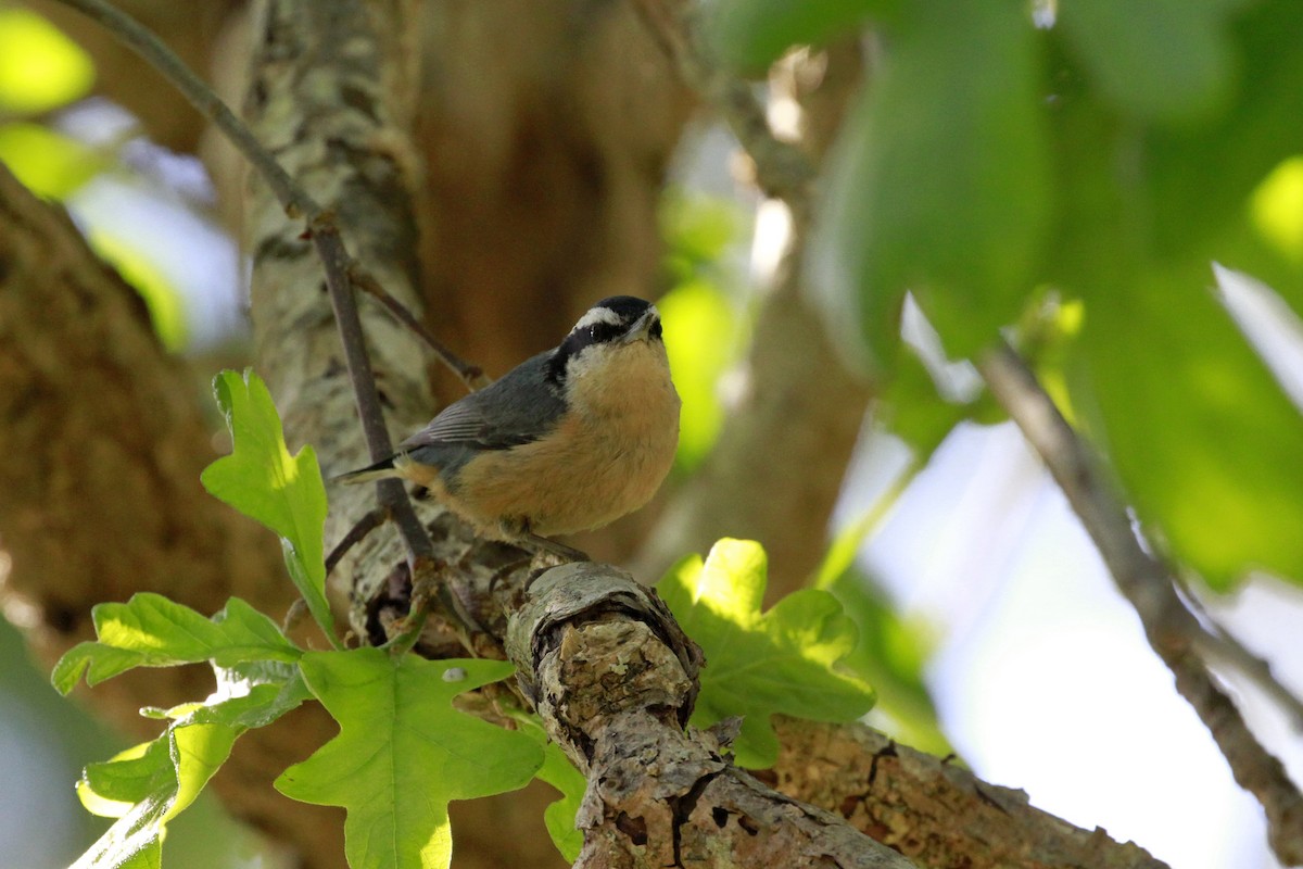סיטה קנדית - ML658620857