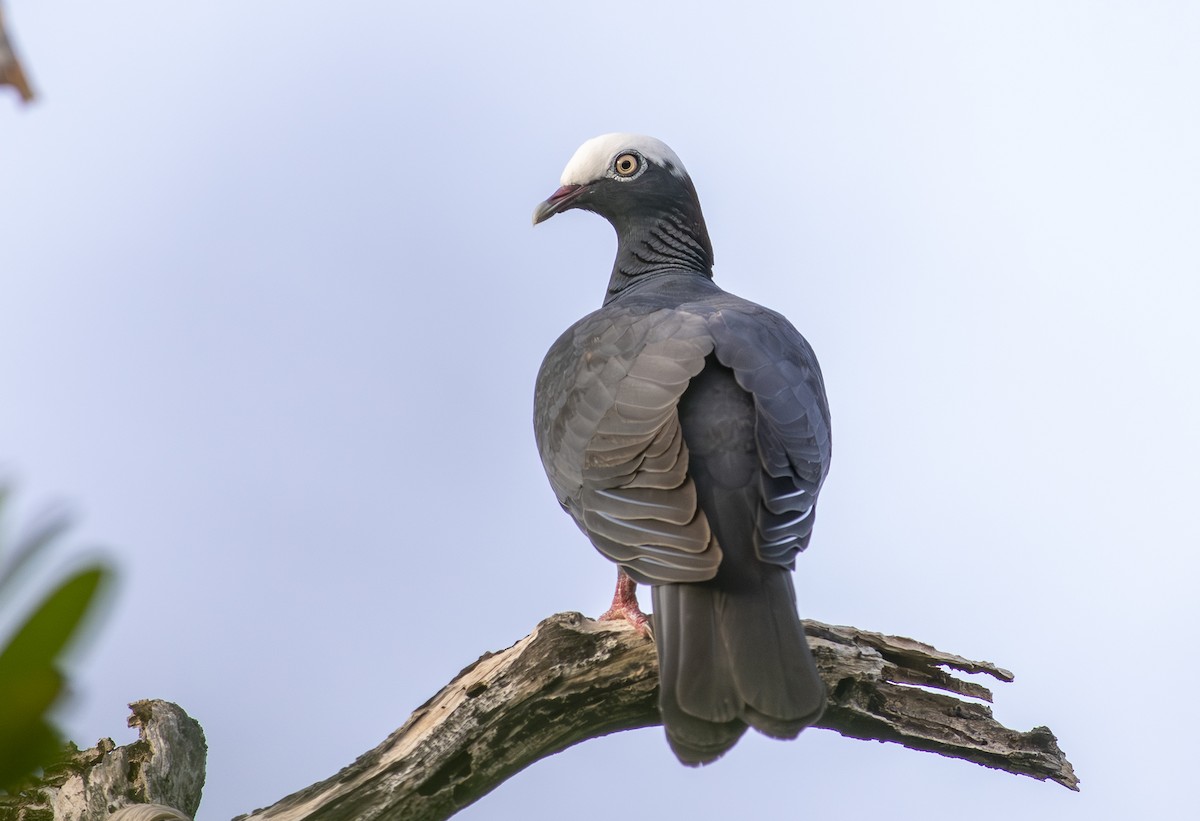 Pigeon à couronne blanche - ML658621466