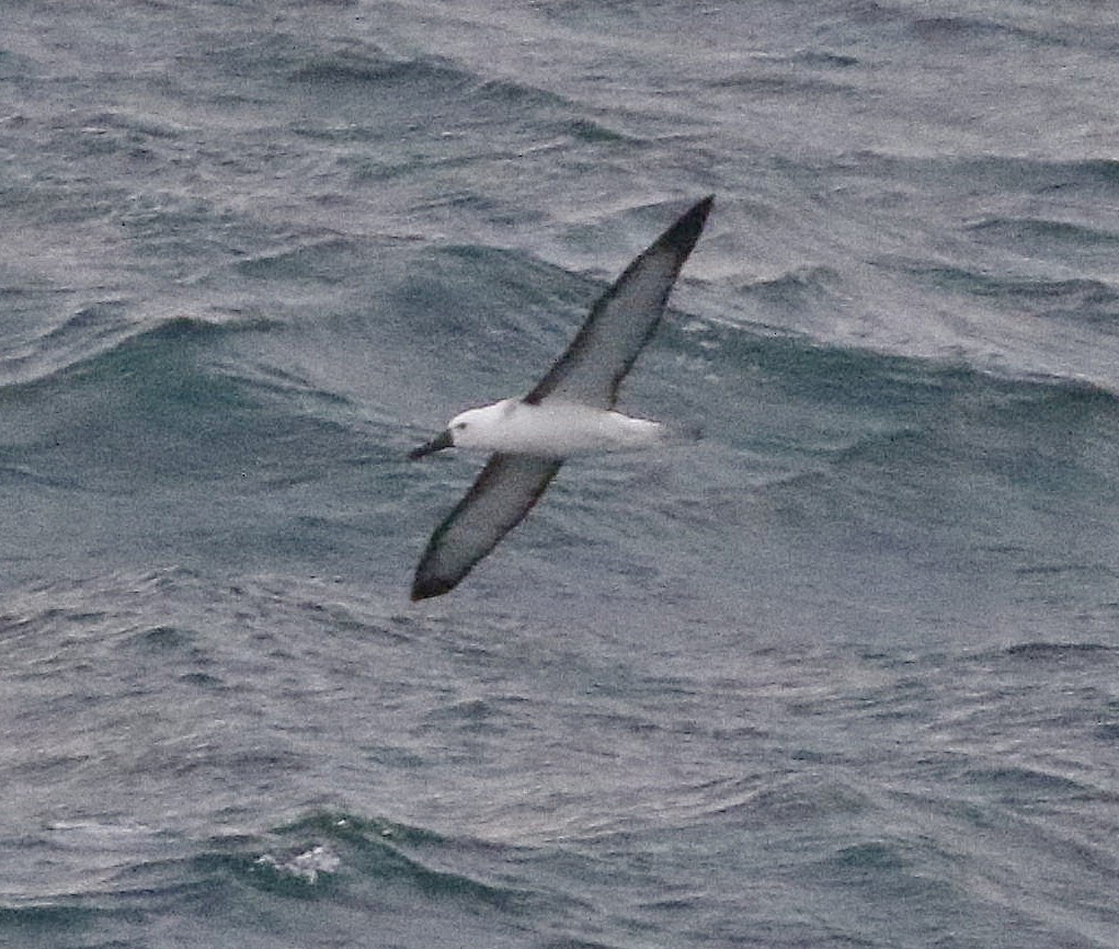 Atlantic Yellow-nosed Albatross - ML658622782