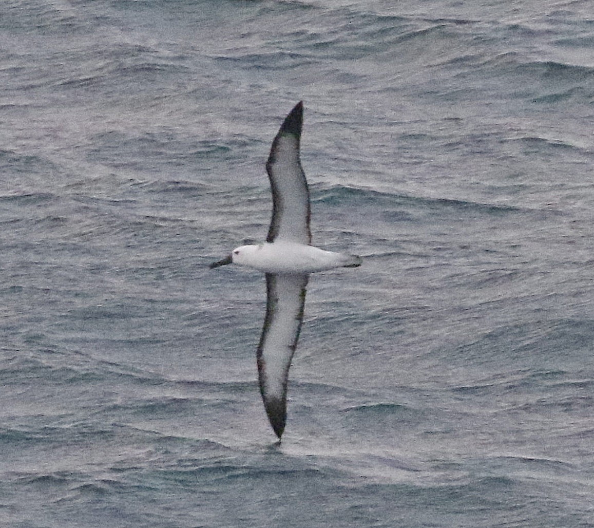Atlantic Yellow-nosed Albatross - ML658622783