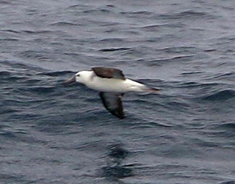 Atlantic Yellow-nosed Albatross - ML658624602