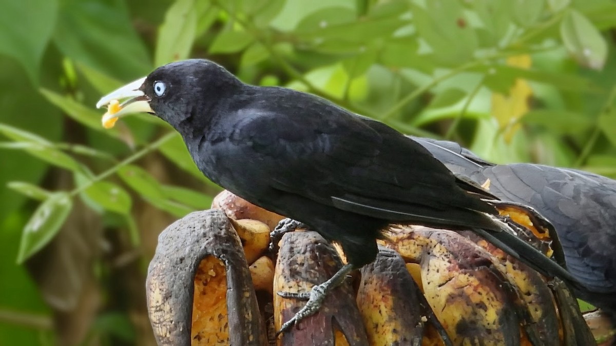 Scarlet-rumped Cacique (Pacific) - ML658625424