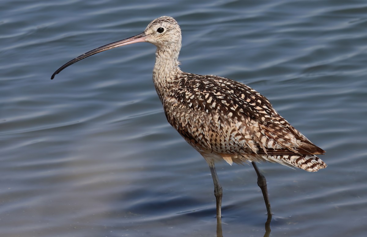 Courlis à long bec - ML658627318