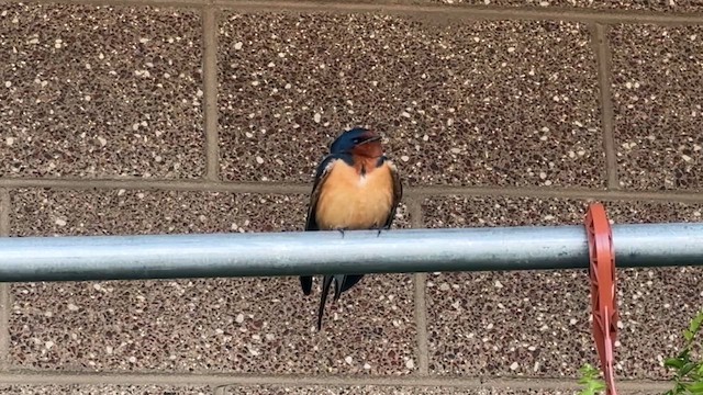 Barn Swallow - ML658627386