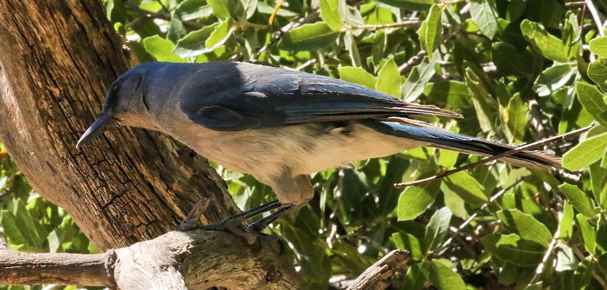 eBird Checklist - 27 May 2026 - Ash Canyon Bird Sanctuary (closed ...