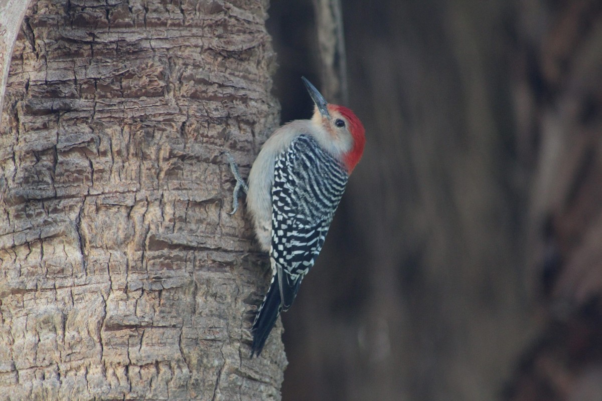 Red-bellied Woodpecker - ML658628797