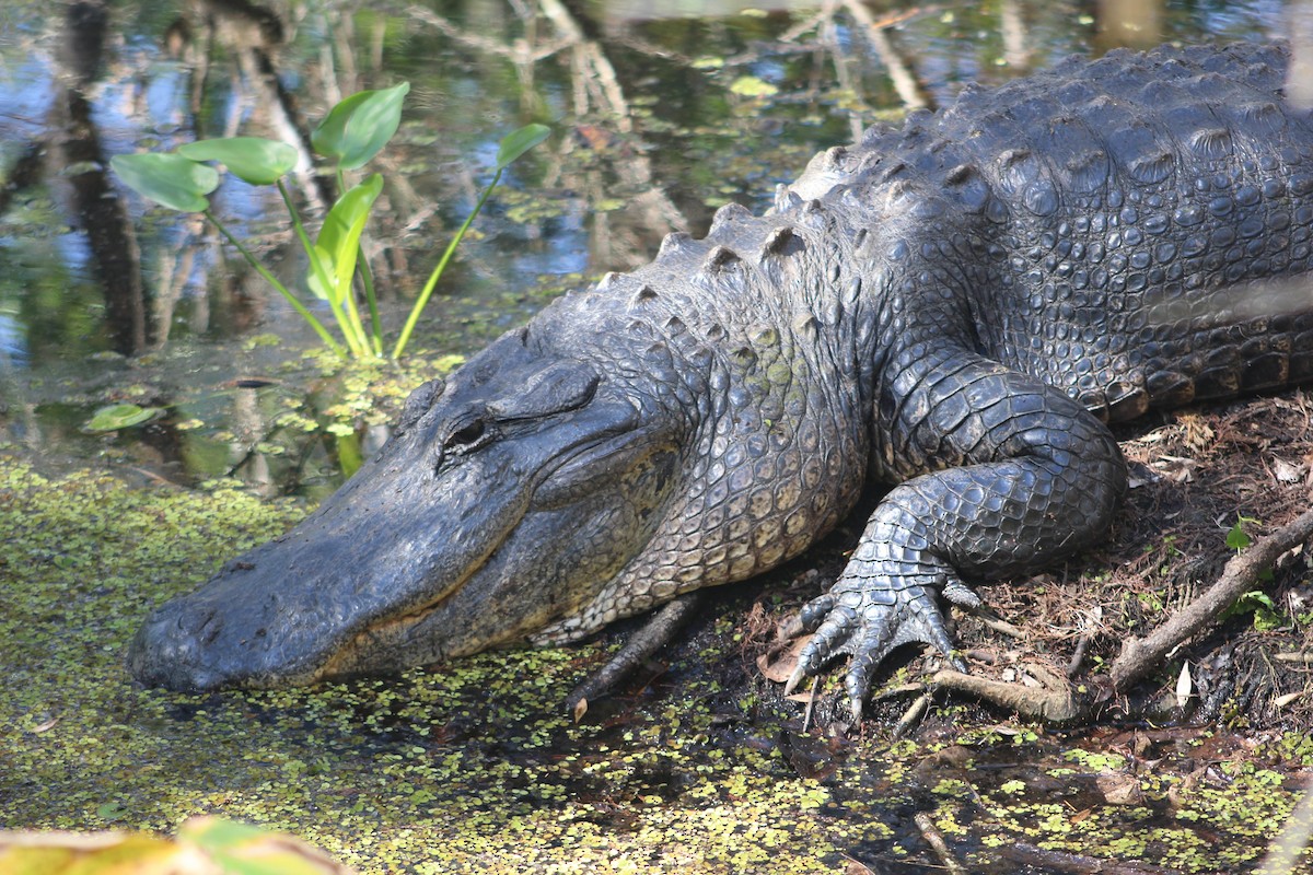 American Alligator - ML658629011