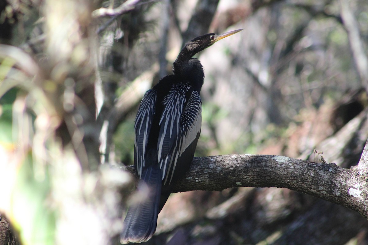 Anhinga - ML658629041