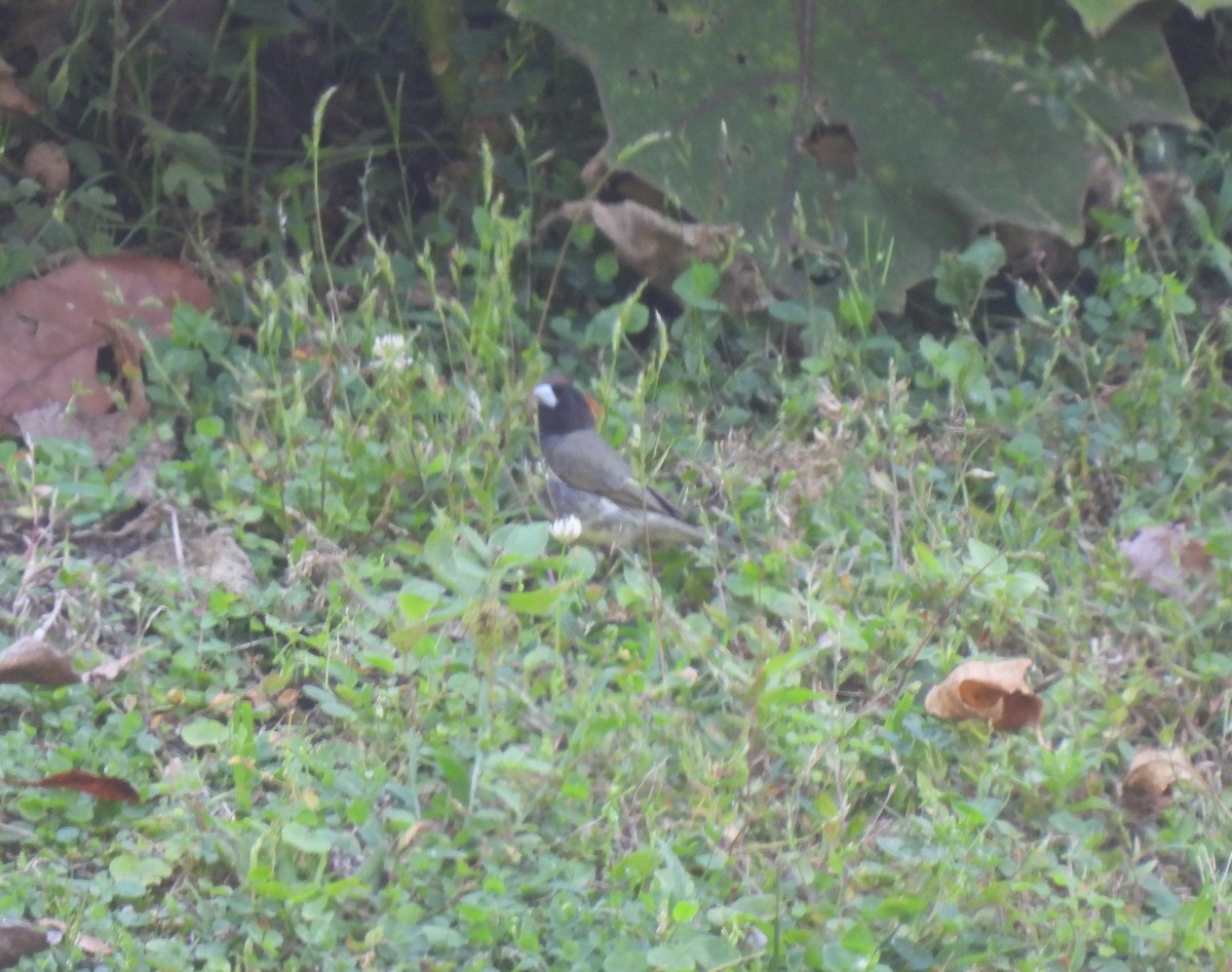 Yellow-bellied Seedeater - ML658629553