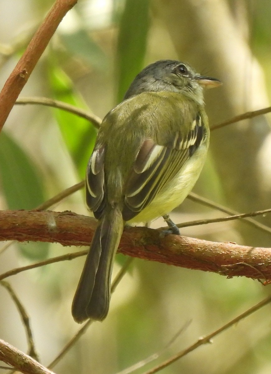 Yellow-olive Flatbill - ML658629565