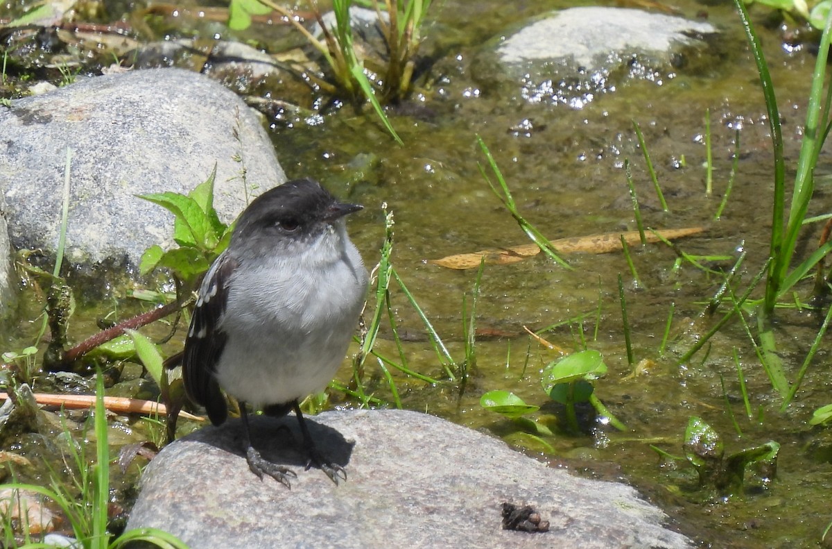 Torrent Tyrannulet - ML658629578