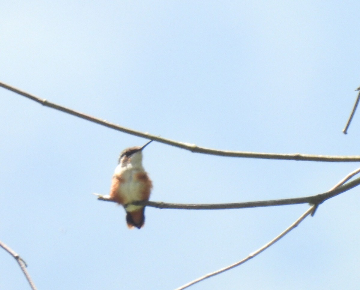 White-bellied Woodstar - ML658629606