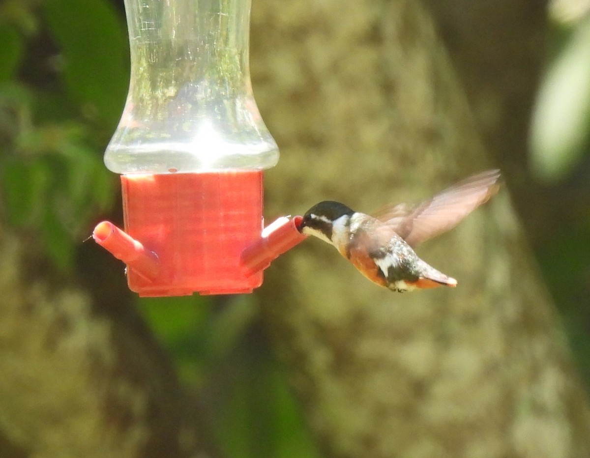 White-bellied Woodstar - ML658629607