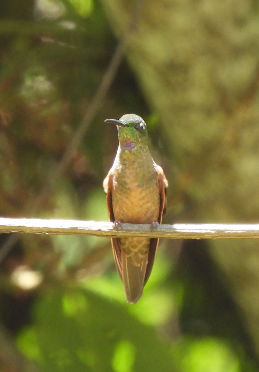 Fawn-breasted Brilliant - ML658629613