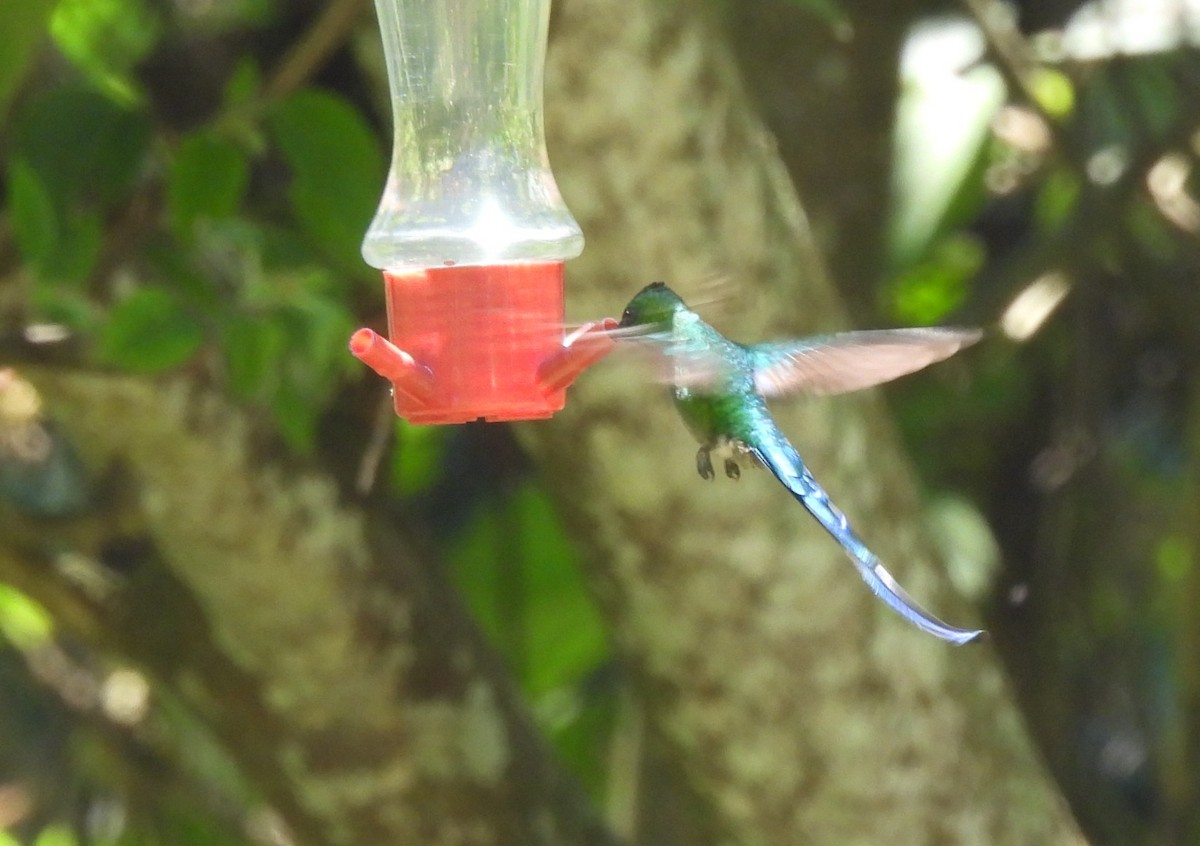 Long-tailed Sylph - ML658629627