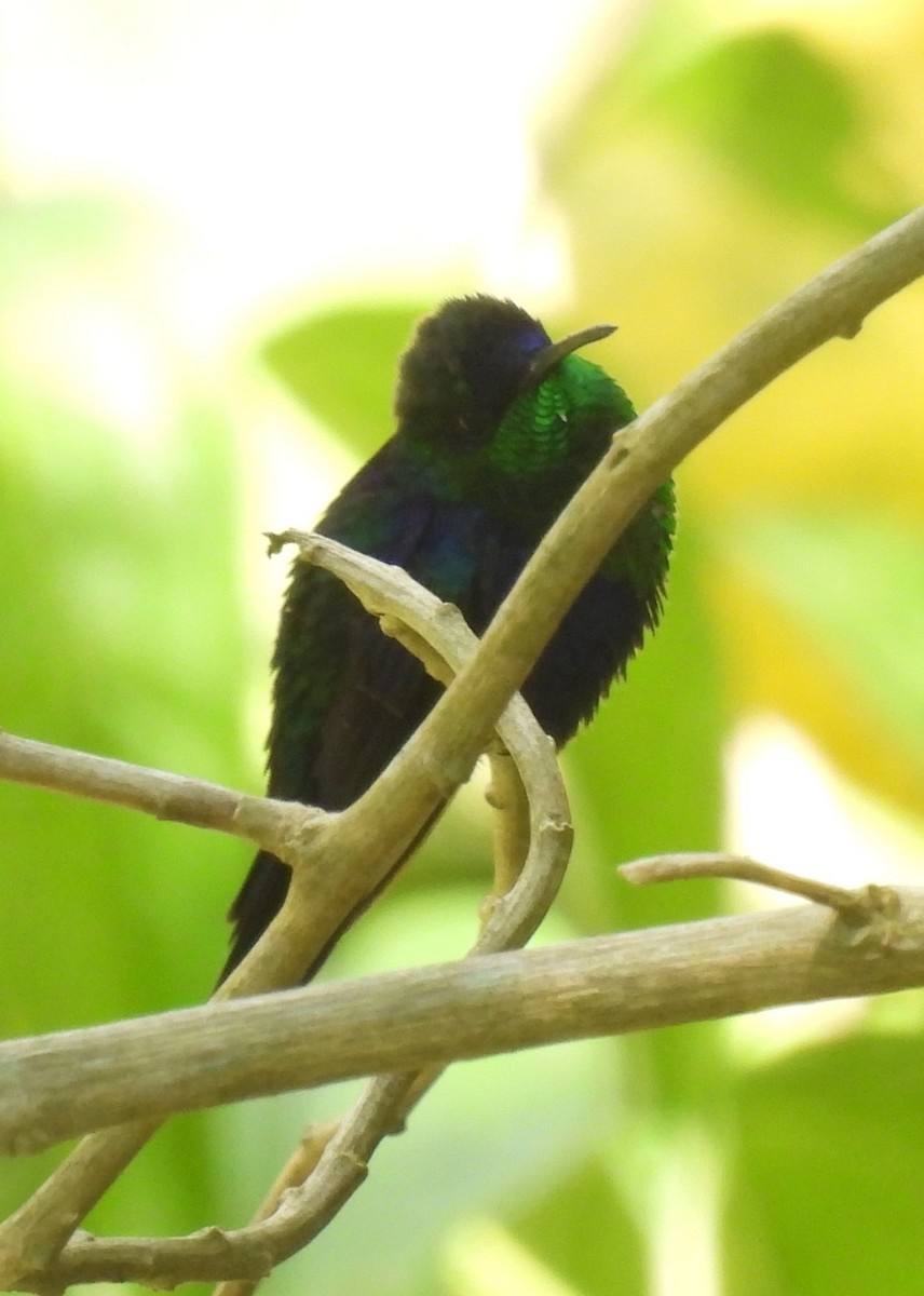 Crowned Woodnymph - ML658629640