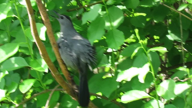 Katzenspottdrossel - ML658632220