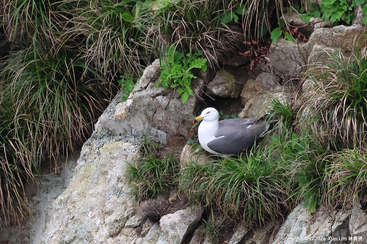 Black-tailed Gull - ML658632951