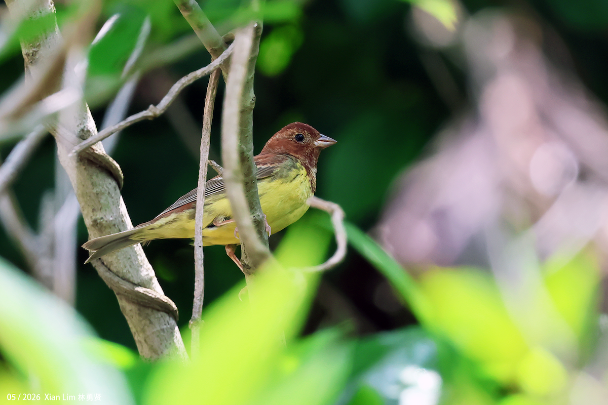 Chestnut Bunting - ML658632962