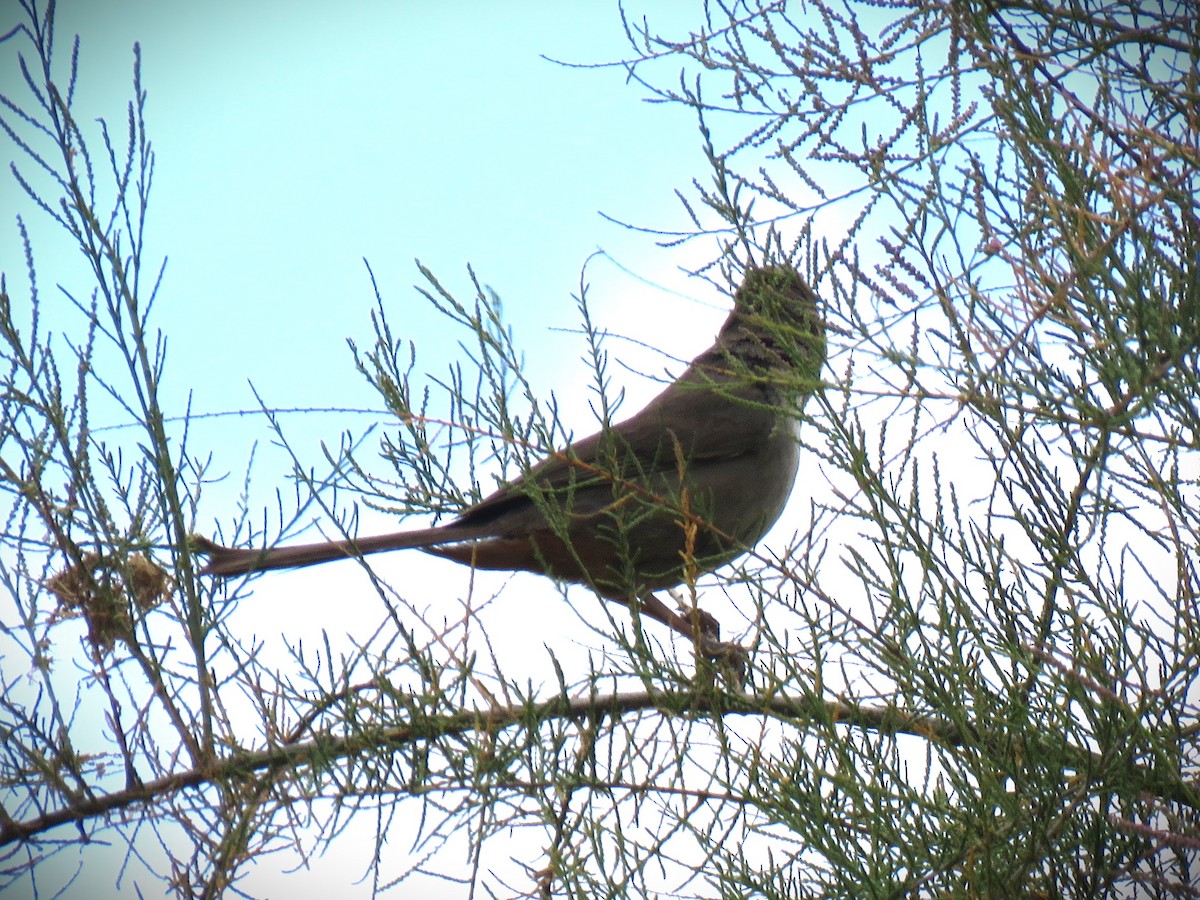 California Towhee - ML658633411