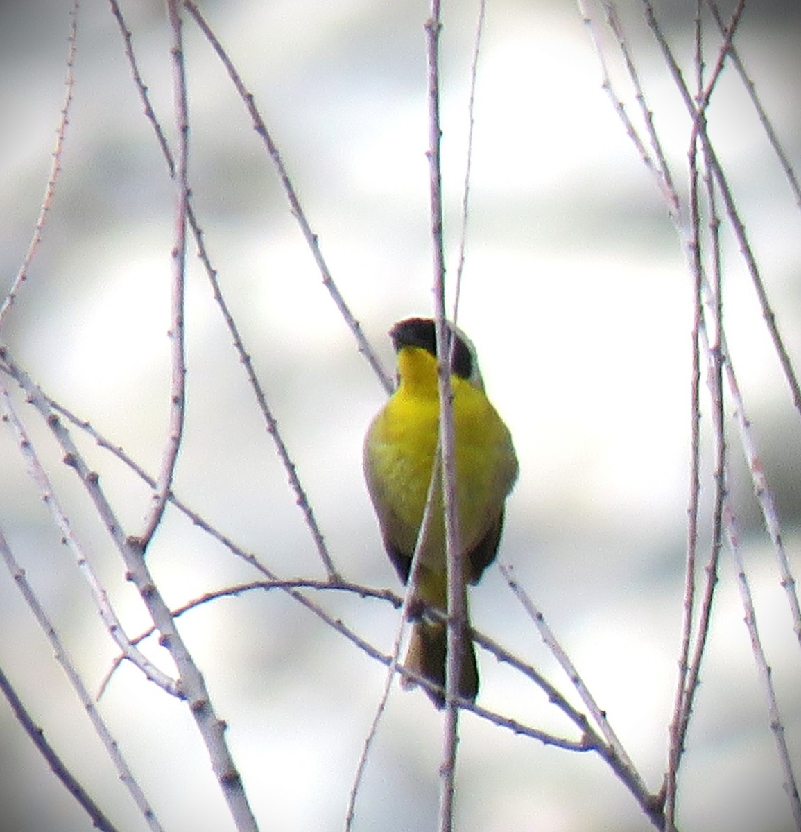 Common Yellowthroat - ML658633424