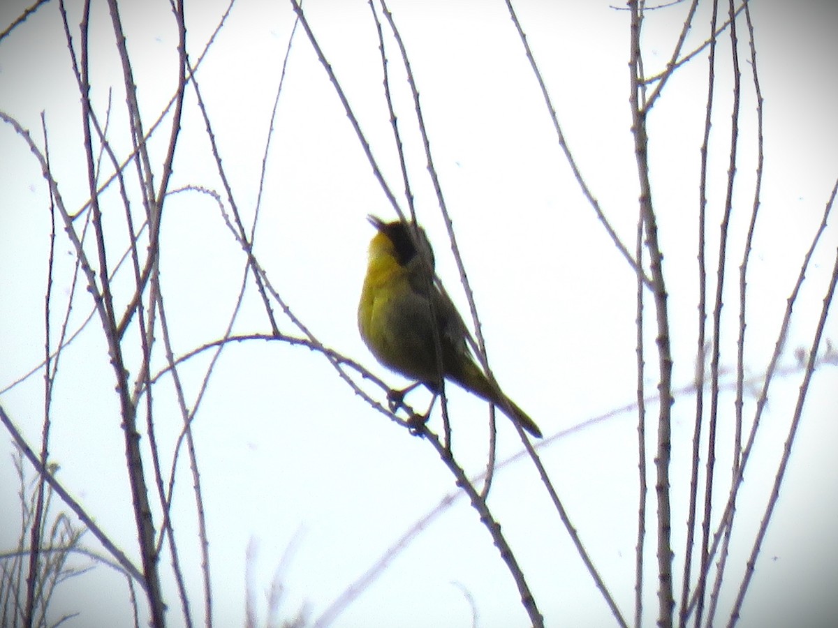 Common Yellowthroat - ML658633437