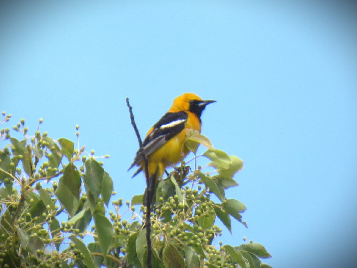 Hooded Oriole (nelsoni Group) - ML658633450