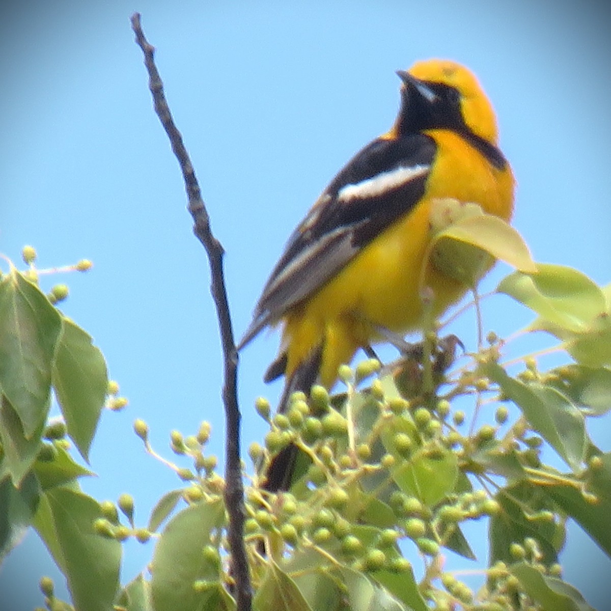 Hooded Oriole (nelsoni Group) - ML658633451