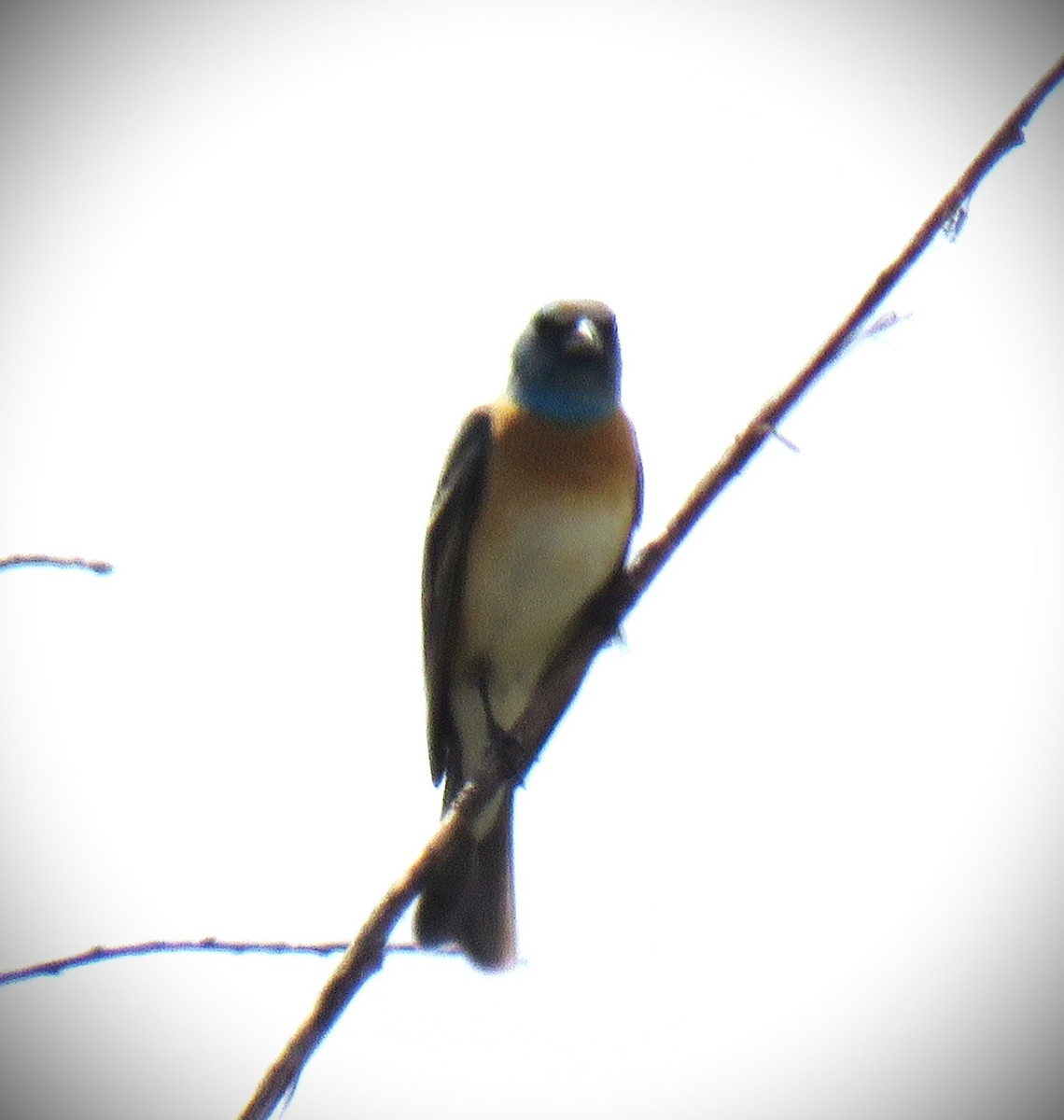 Lazuli Bunting - ML658633464