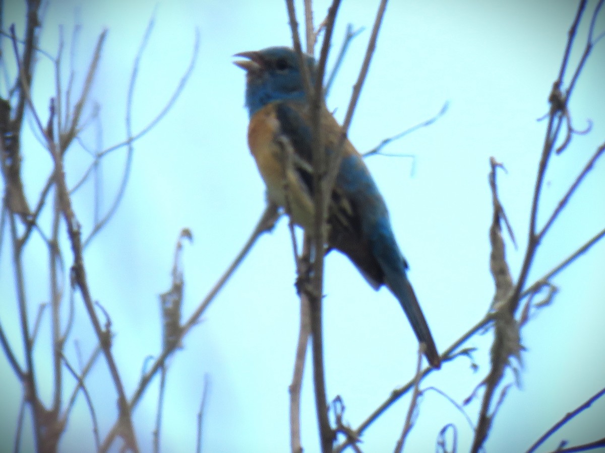 Lazuli Bunting - ML658633470