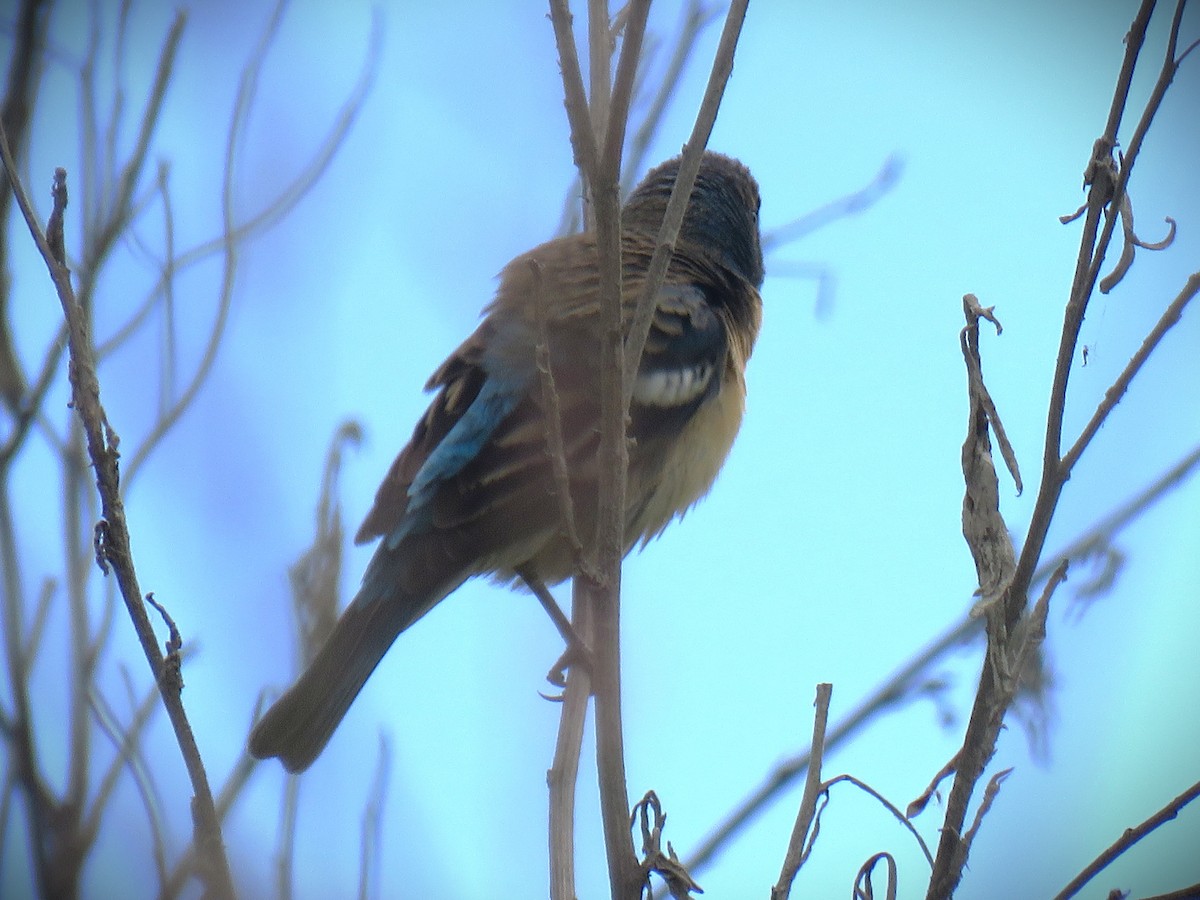 Lazuli Bunting - ML658633473