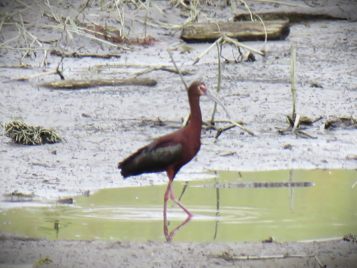 White-faced Ibis - ML658633516