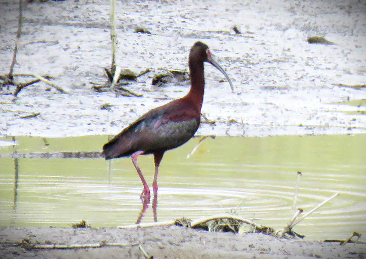 White-faced Ibis - ML658633528