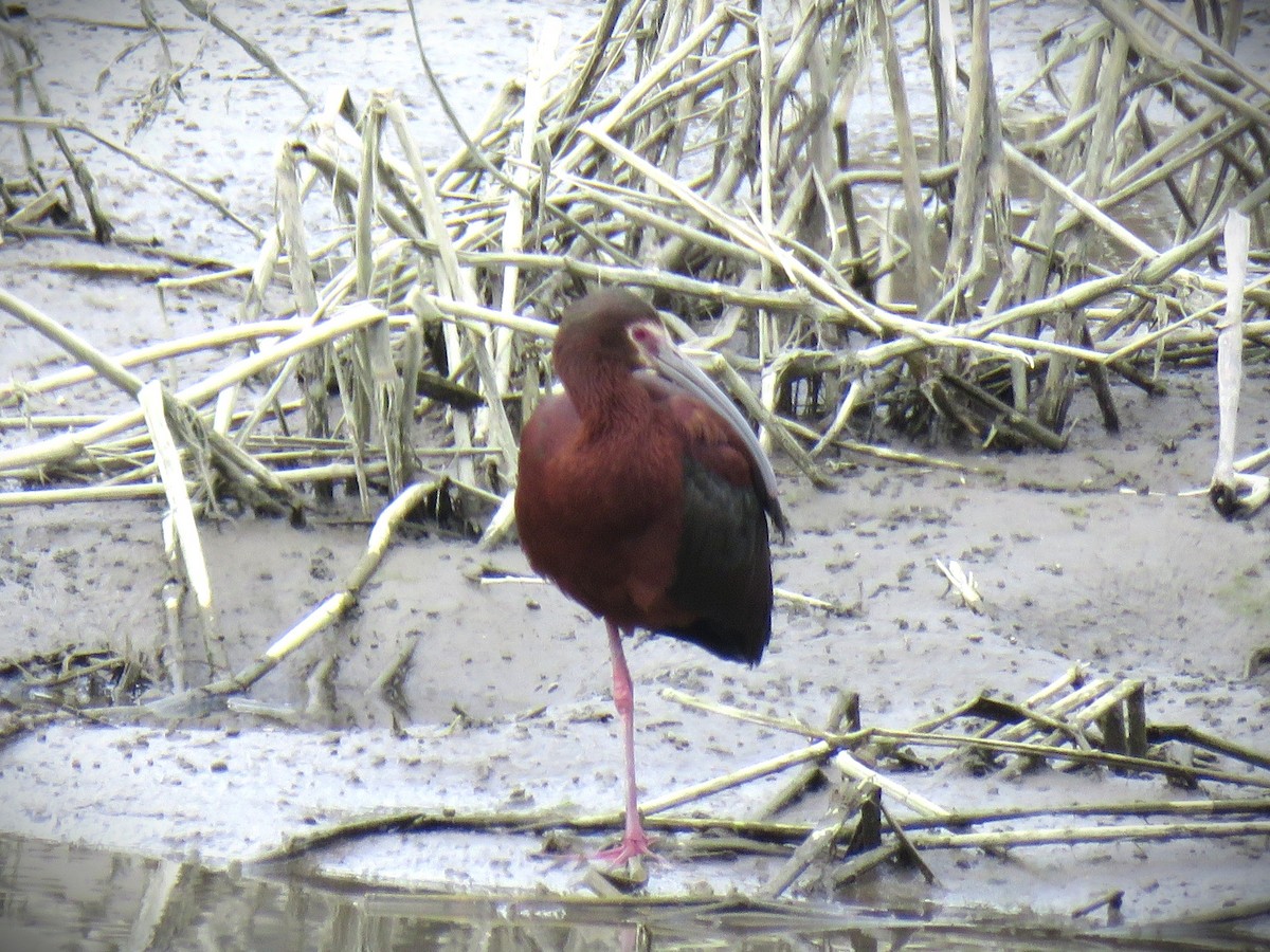 White-faced Ibis - ML658633534
