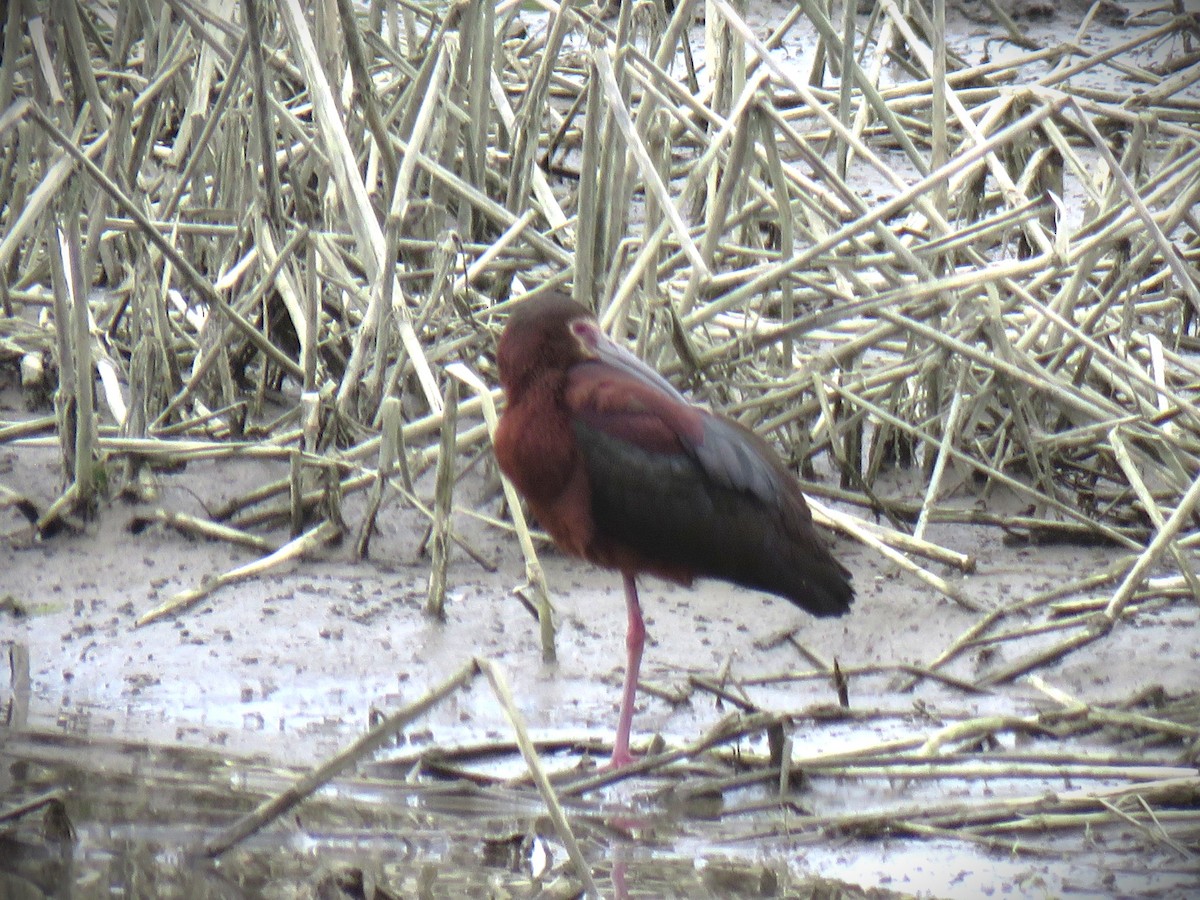 White-faced Ibis - ML658633536