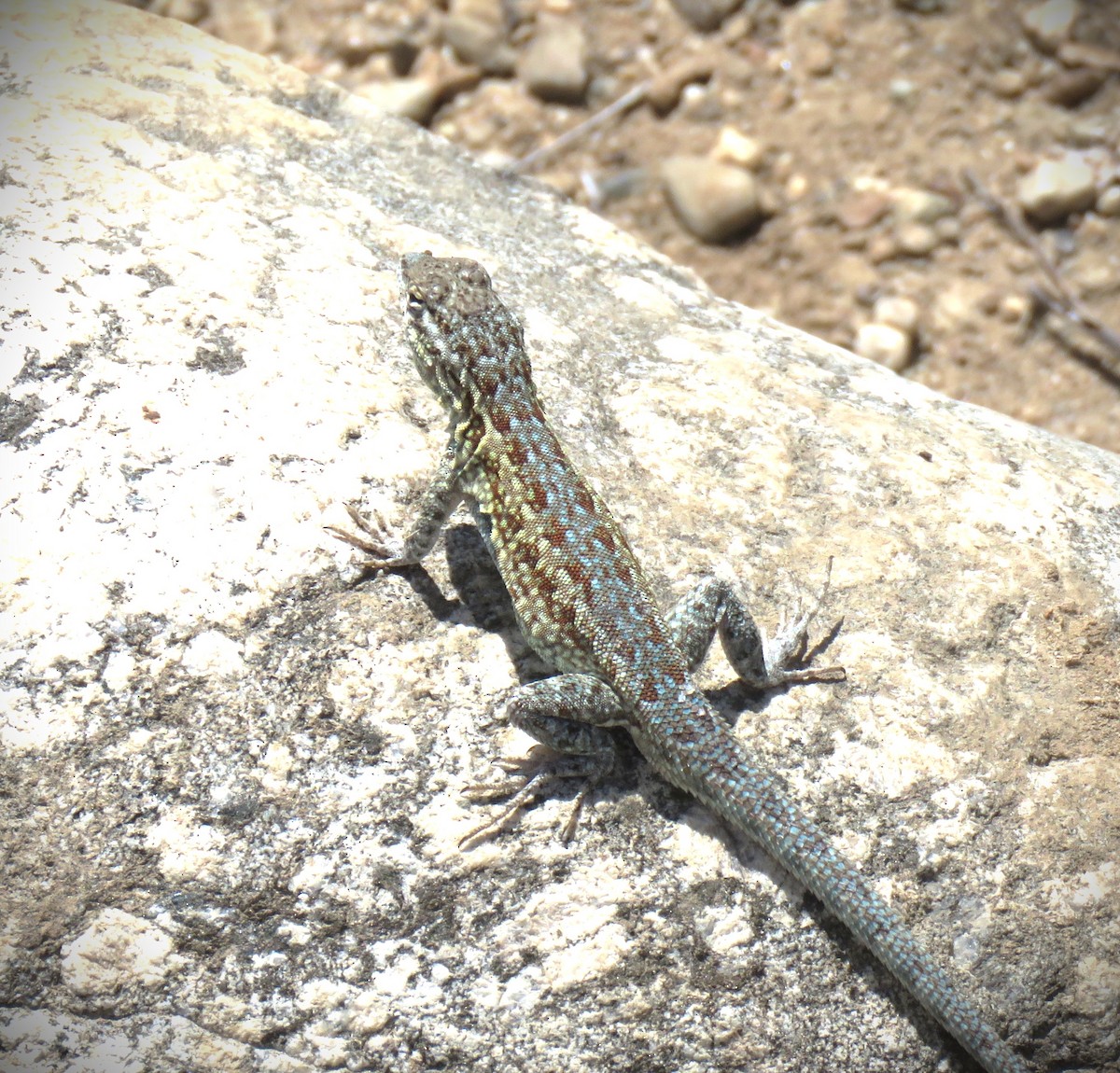 Western Side-blotched Lizard - ML658633559