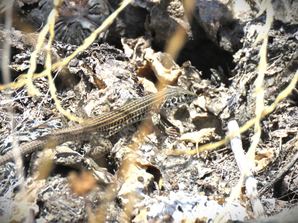 Coastal Whiptail - ML658633572