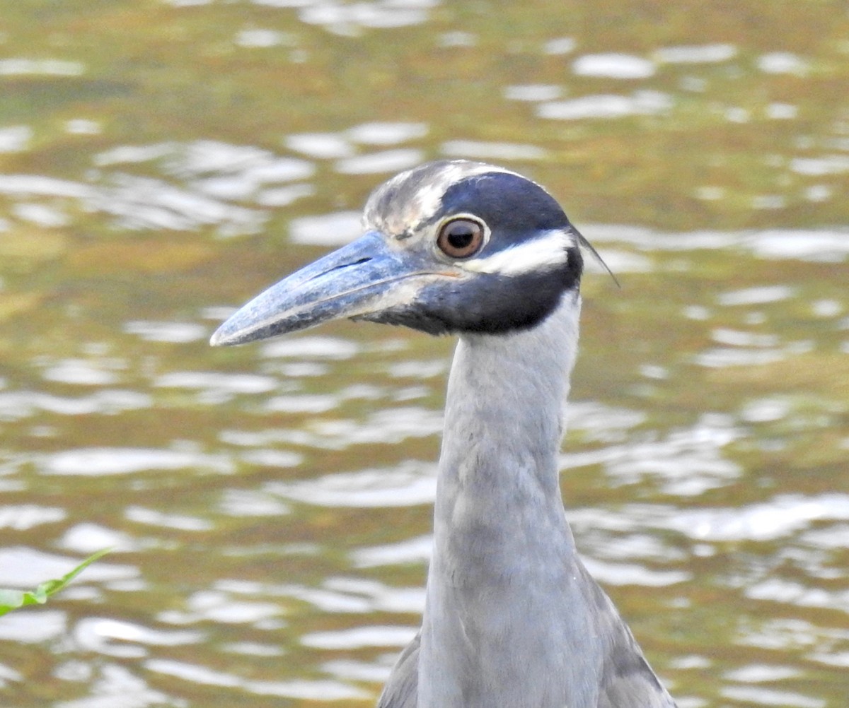 Yellow-crowned Night Heron - ML65863411