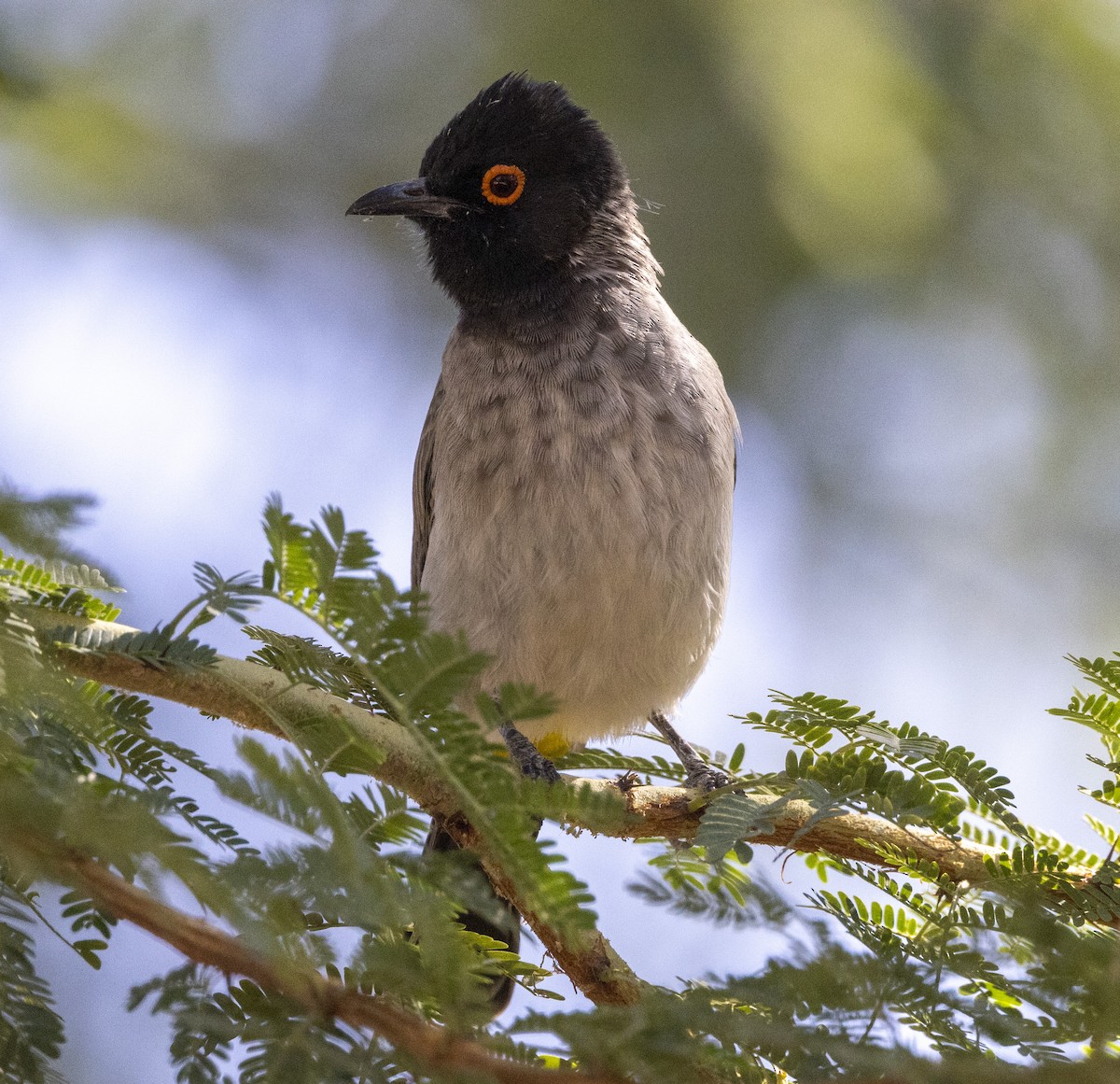 Black-fronted Bulbul - ML658634767