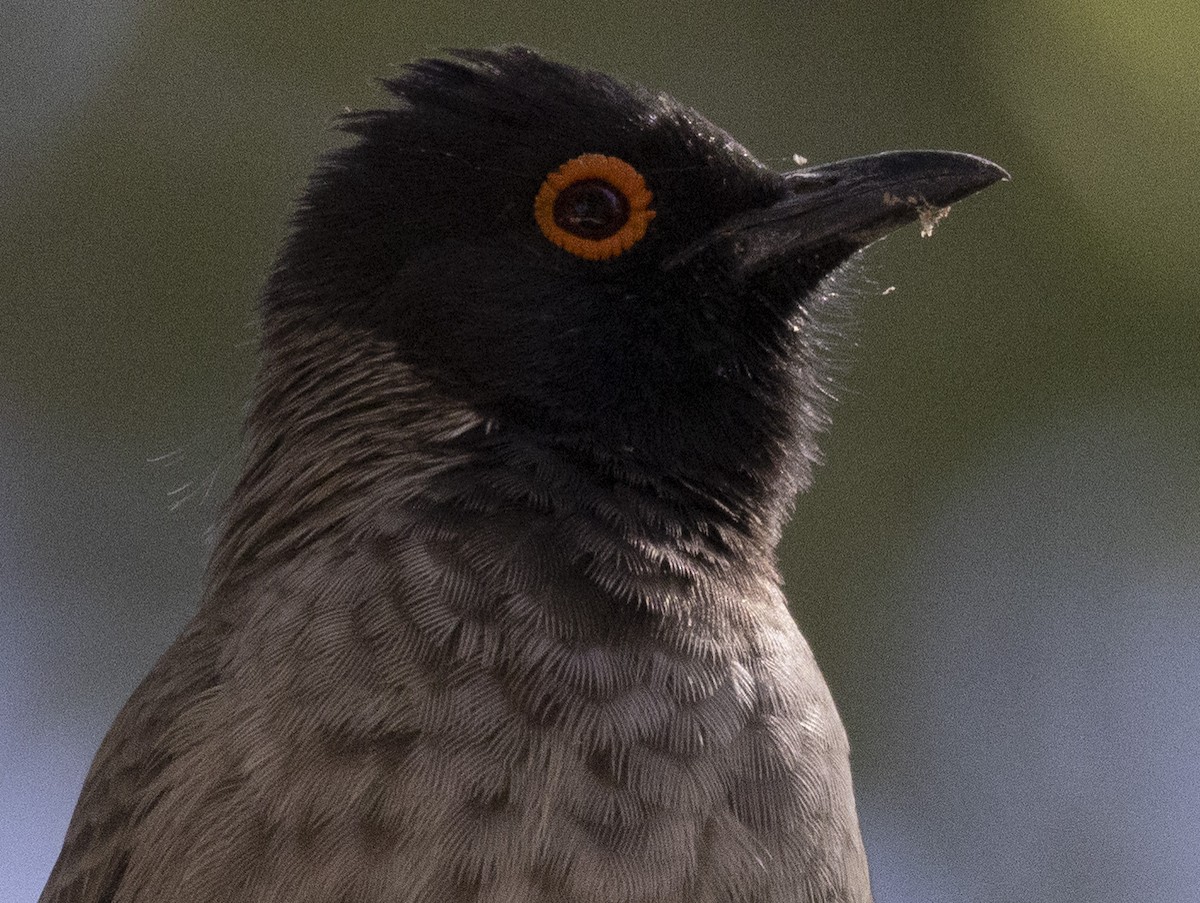 Black-fronted Bulbul - ML658634773